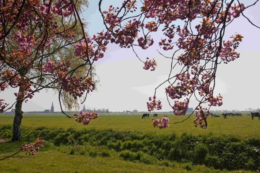 Hotelhuisjes Medemblik วีริงเงอแวร์ฟ ภายนอก รูปภาพ